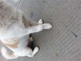 狗狗无法站立真的是因为缺钙吗?