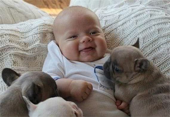 为什么母狗喜欢把幼犬叼到主人面前?不只是省事,还有这些含义