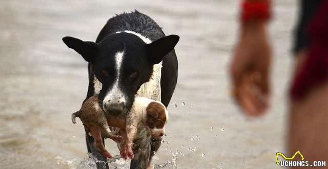 为什么母狗喜欢把幼犬叼到主人面前?不只是省事,还有这些含义