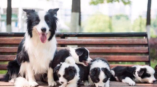 为什么母狗喜欢把幼犬叼到主人面前?不只是省事,还有这些含义