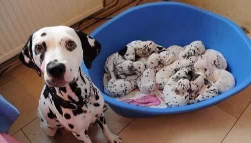 为什么母狗喜欢把幼犬叼到主人面前?不只是省事,还有这些含义