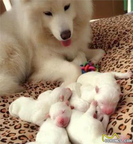 为什么母狗喜欢把幼犬叼到主人面前?不只是省事,还有这些含义