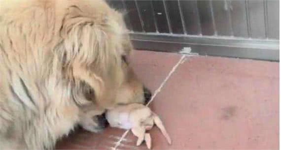 为什么母狗喜欢把幼犬叼到主人面前?不只是省事,还有这些含义