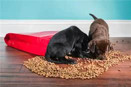 教你挑狗粮，6款热门狗粮测评