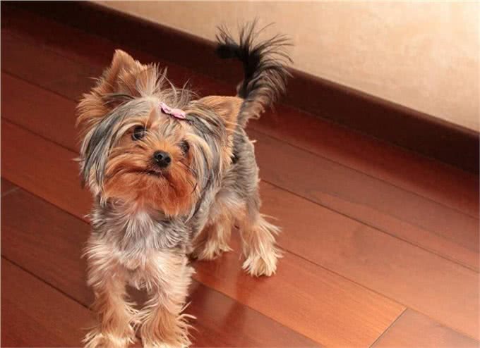 关于玩赏犬你知道多少，约瑟爹利犬你是否知道?