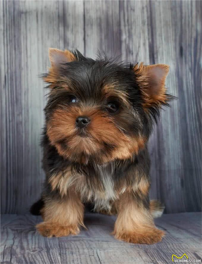 关于玩赏犬你知道多少，约瑟爹利犬你是否知道?