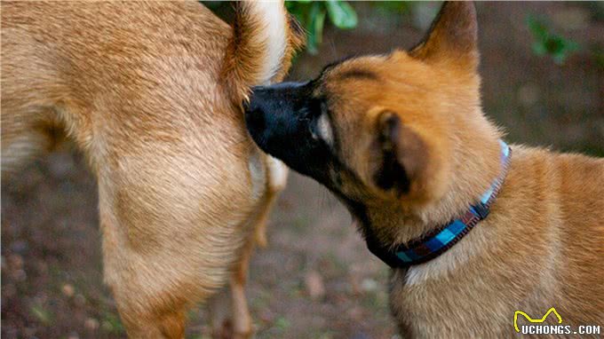 狗狗要不要挤肛门腺?