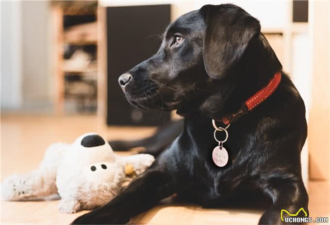 狗的品种有很多,而狗的分类方法也有很多种,狗的分类有哪几种?