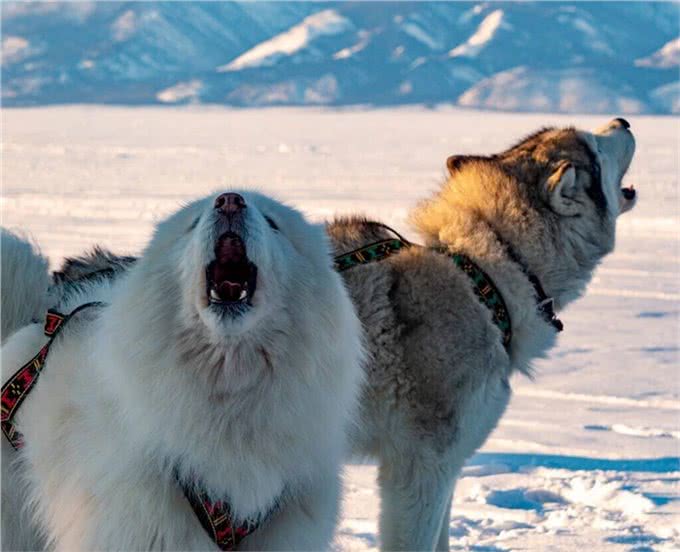 狗的品种有很多,而狗的分类方法也有很多种,狗的分类有哪几种?