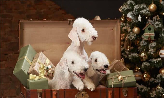 狗的品种有很多,而狗的分类方法也有很多种,狗的分类有哪几种?