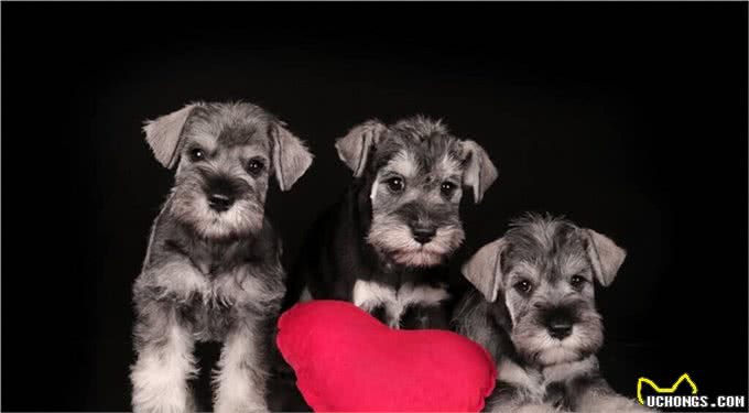 狗的品种有很多,而狗的分类方法也有很多种,狗的分类有哪几种?