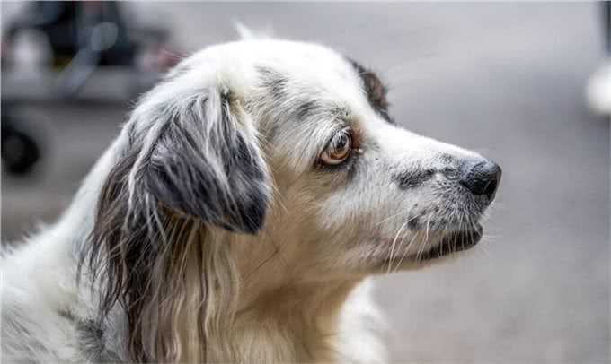 狗的品种有很多,而狗的分类方法也有很多种,狗的分类有哪几种?