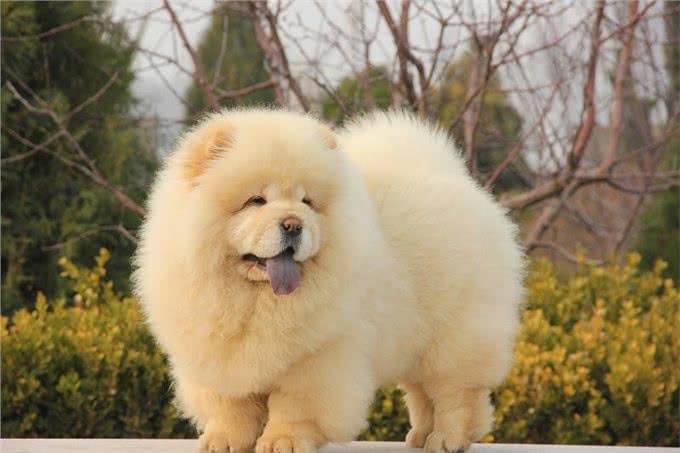 松狮像个安静的美少年一般，你应该要学会好好的照顾它