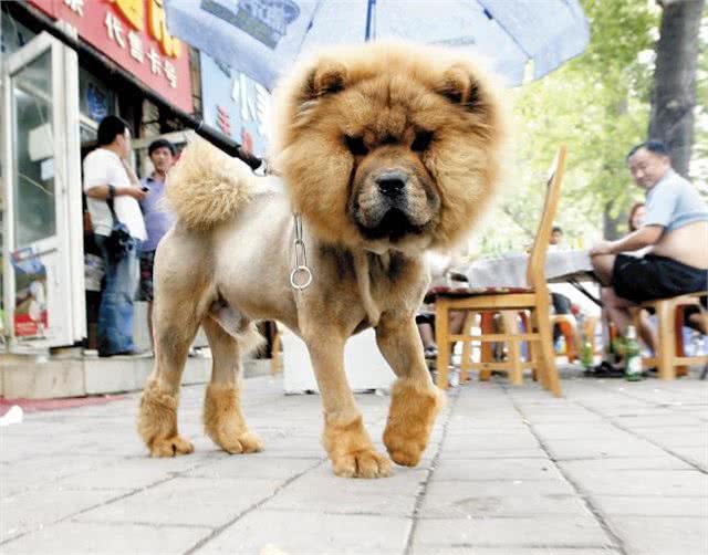 松狮像个安静的美少年一般，你应该要学会好好的照顾它