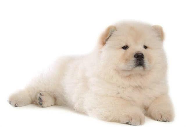 松狮像个安静的美少年一般，你应该要学会好好的照顾它