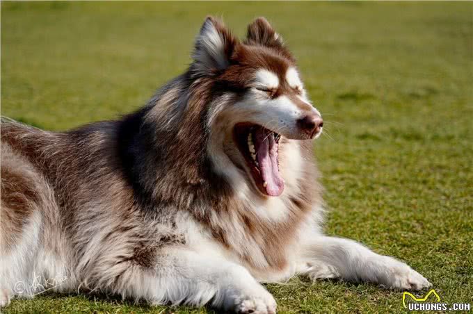 辟谣:不少大型犬比小型犬还温顺