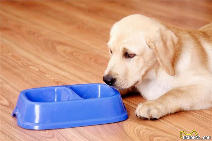 辟谣:不少大型犬比小型犬还温顺