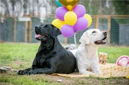 辟谣:不少大型犬比小型犬还温顺