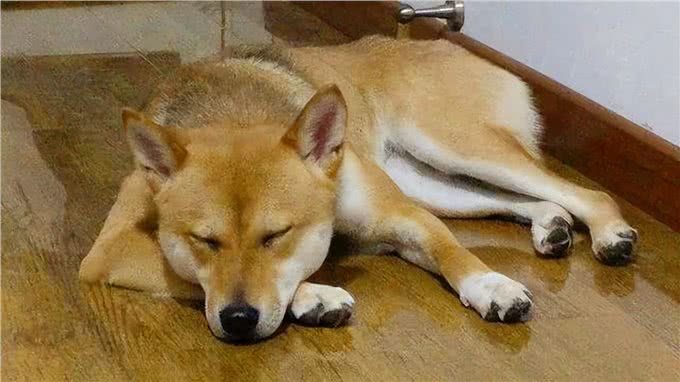 为什么狗狗睡觉要转圈圈才躺下?