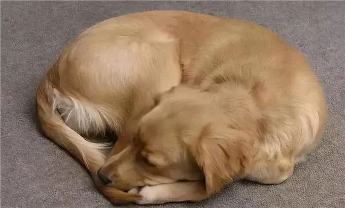 为什么狗狗睡觉要转圈圈才躺下?