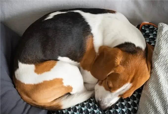 为什么狗狗睡觉要转圈圈才躺下?