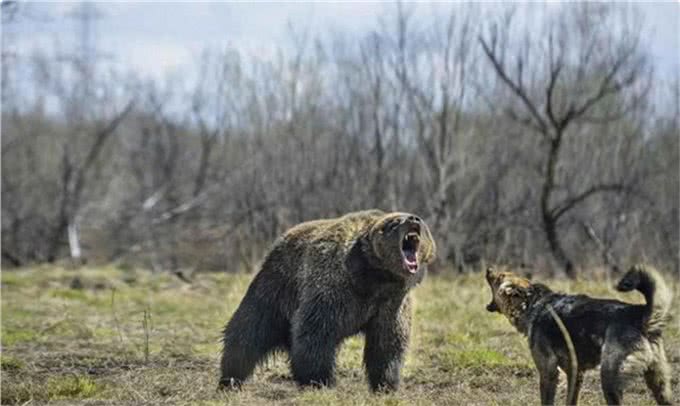 中国狼犬中的中华四大神捕，它被称为小藏獒粗狂彪悍