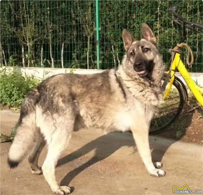 中国狼犬中的中华四大神捕，它被称为小藏獒粗狂彪悍