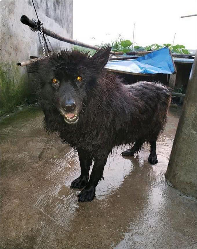 中国狼犬中的中华四大神捕，它被称为小藏獒粗狂彪悍