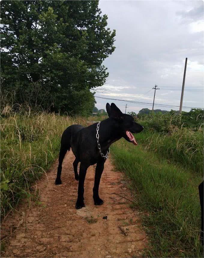 中国狼犬中的中华四大神捕，它被称为小藏獒粗狂彪悍