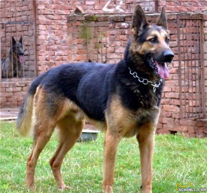 中国狼犬中的中华四大神捕，它被称为小藏獒粗狂彪悍