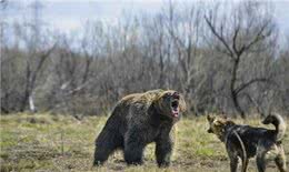 中国狼犬中的中华四大神捕，它被称为小藏獒粗狂彪悍