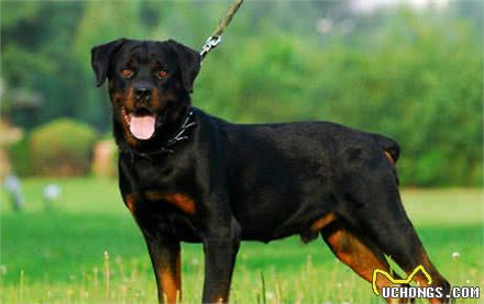 这几只才是狗狗界的乖乖仔,安静懂事,它们是最不喜欢叫的三种狗