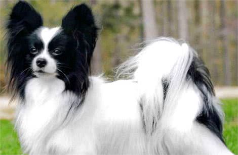 这几只才是狗狗界的乖乖仔,安静懂事,它们是最不喜欢叫的三种狗