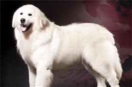 这几只才是狗狗界的乖乖仔，安静懂事，它们是最不喜欢叫的三种狗