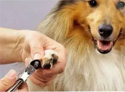 养宠知识|如何修剪狗的趾甲?