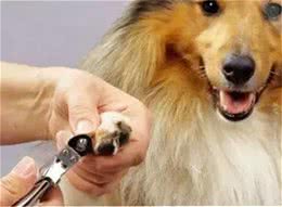 养宠知识|如何修剪狗的趾甲?