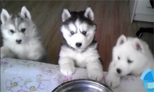 一断尾二剪耳三阉割,对汪星人的另类疼爱宠主也很无奈!