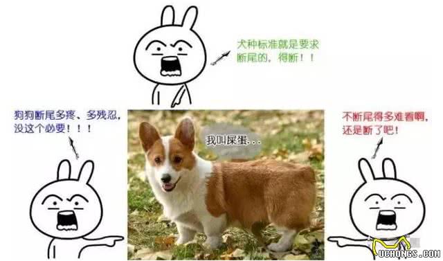 一断尾二剪耳三阉割,对汪星人的另类疼爱宠主也很无奈!