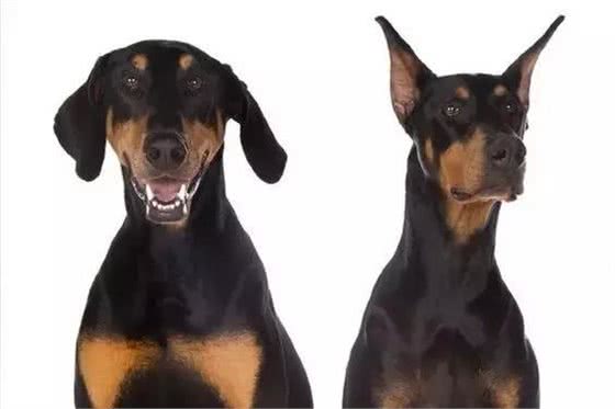 一断尾二剪耳三阉割,对汪星人的另类疼爱宠主也很无奈!