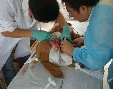 一断尾二剪耳三阉割,对汪星人的另类疼爱宠主也很无奈!