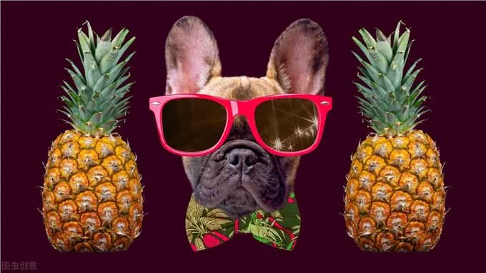 狗狗为什么会吃屎?