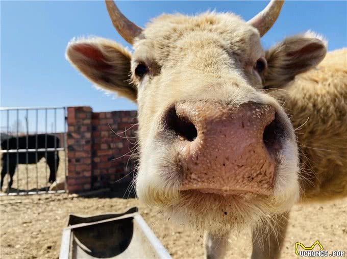 狗狗为什么会吃屎?