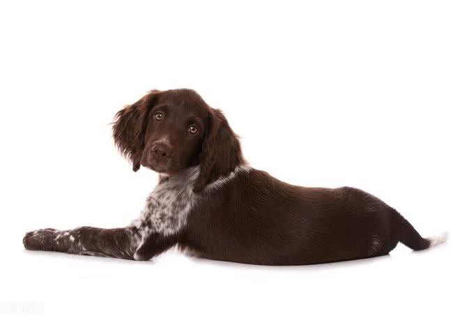 狗狗为什么会吃屎?