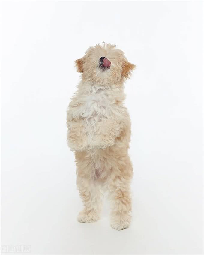 狗狗为什么会吃屎?