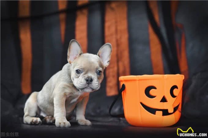 狗狗为什么会吃屎?