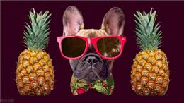 狗狗为什么会吃屎?