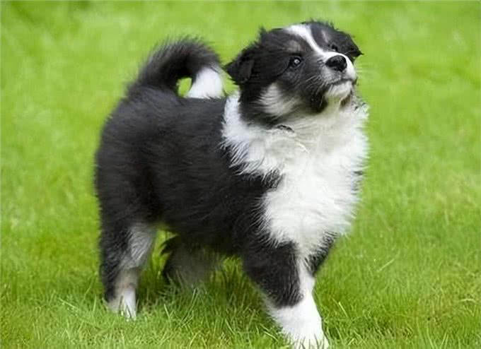 温顺的狗狗有哪些