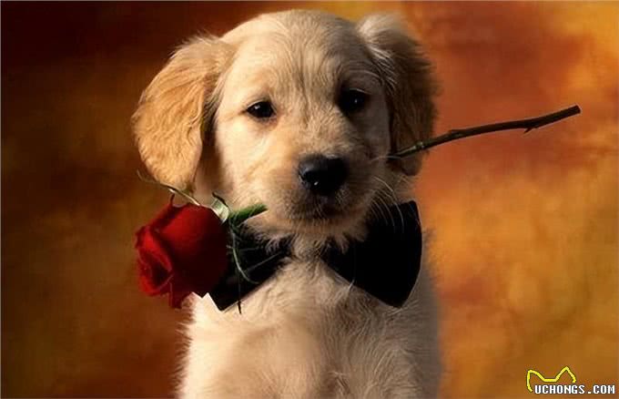 温顺的狗狗有哪些