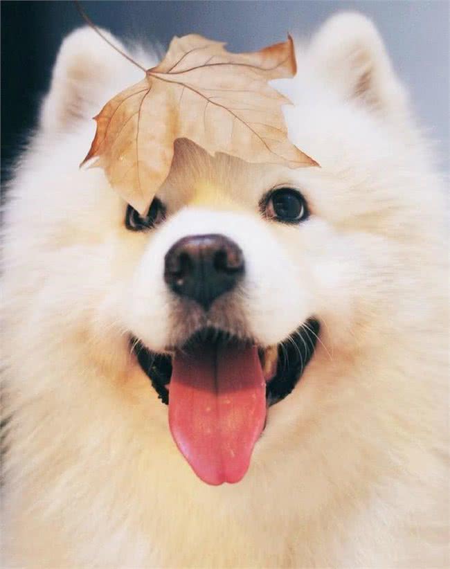 温顺的狗狗有哪些