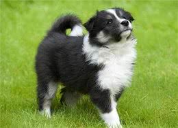 温顺的狗狗有哪些